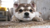 น้องหมา